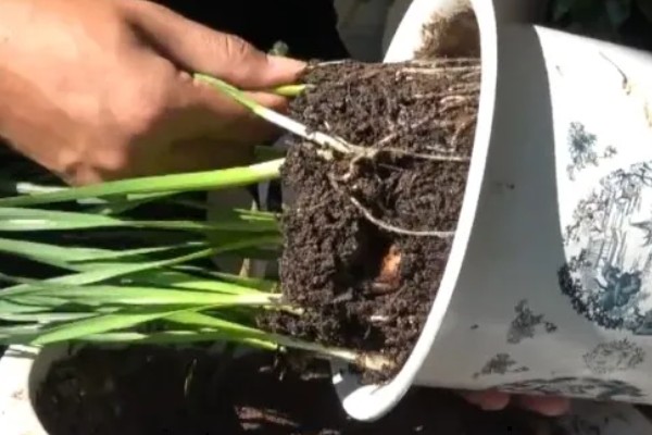 水仙花倒了如何处理，找到原因再对症处理