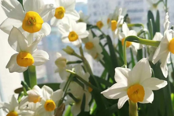 水仙花倒了如何处理，找到原因再对症处理