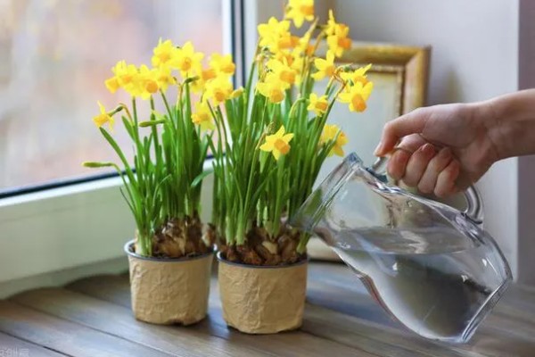 水仙花倒了如何处理，找到原因再对症处理