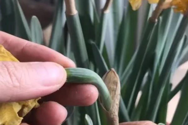 水仙花倒了如何处理，找到原因再对症处理
