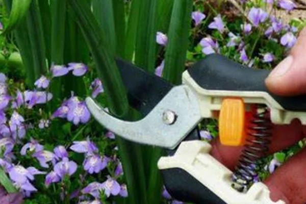 水仙花倒了如何处理，找到原因再对症处理