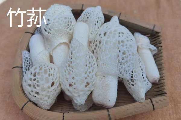 羊肚菌与竹荪有什么区别,前者属于羊肚菌科、后者属于鬼笔科