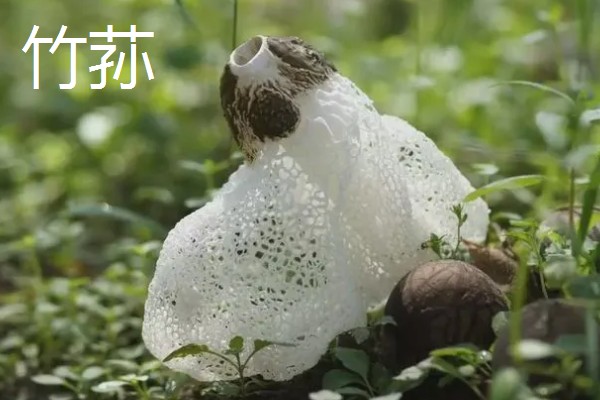 羊肚菌与竹荪有什么区别,前者属于羊肚菌科、后者属于鬼笔科