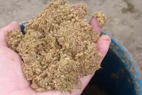 羊肚菌与竹荪有什么区别,前者属于羊肚菌科、后者属于鬼笔科