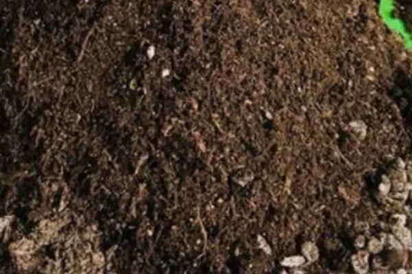 羊肚菌与竹荪有什么区别,前者属于羊肚菌科、后者属于鬼笔科