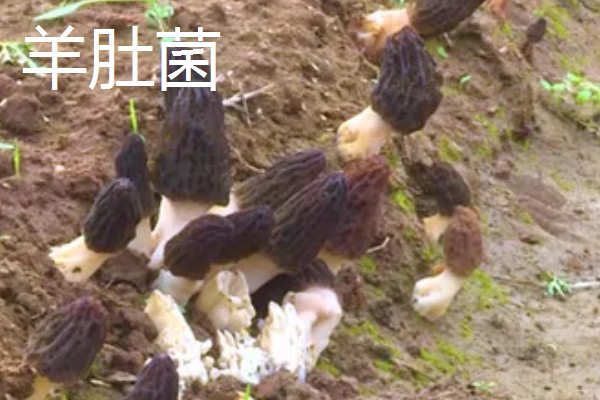 羊肚菌与竹荪有什么区别,前者属于羊肚菌科、后者属于鬼笔科