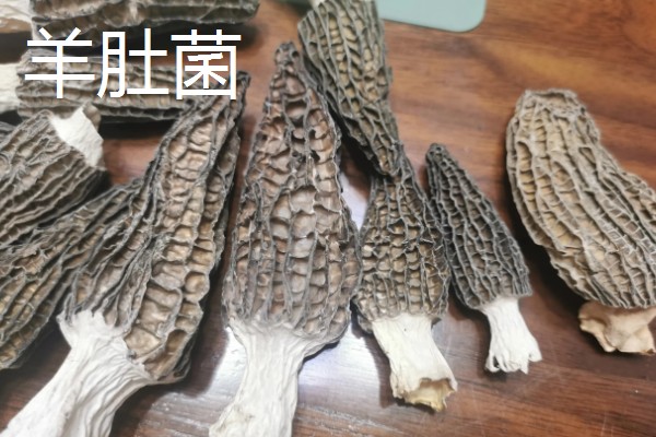 羊肚菌与竹荪有什么区别,前者属于羊肚菌科、后者属于鬼笔科