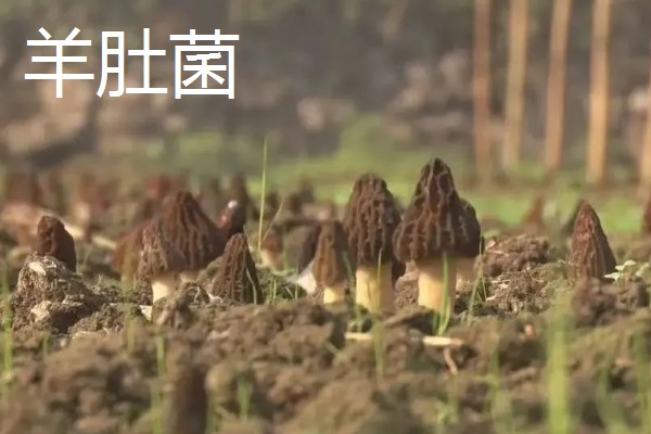 羊肚菌与竹荪有什么区别,前者属于羊肚菌科、后者属于鬼笔科