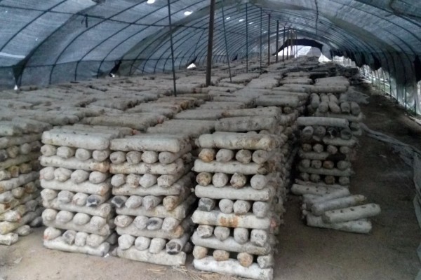 羊肚菌与竹荪有什么区别,前者属于羊肚菌科、后者属于鬼笔科