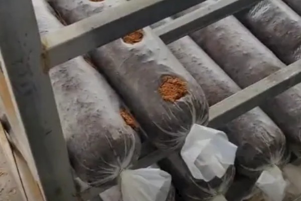 羊肚菌与竹荪有什么区别,前者属于羊肚菌科、后者属于鬼笔科