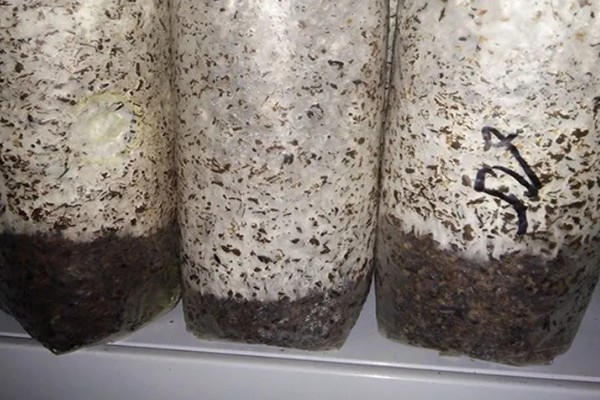 羊肚菌与竹荪有什么区别,前者属于羊肚菌科、后者属于鬼笔科