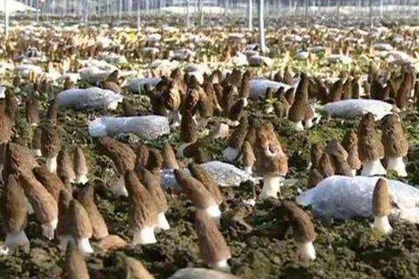 羊肚菌与竹荪有什么区别,前者属于羊肚菌科、后者属于鬼笔科