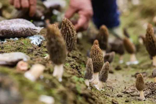 羊肚菌与竹荪有什么区别,前者属于羊肚菌科、后者属于鬼笔科