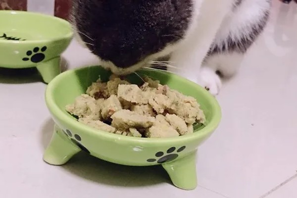 选什么猫粮，自制猫粮、商品化猫粮都很合适