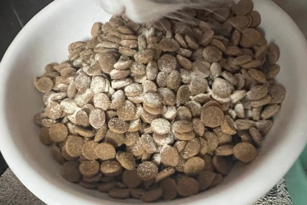 选什么猫粮，自制猫粮、商品化猫粮都很合适