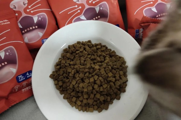选什么猫粮，自制猫粮、商品化猫粮都很合适