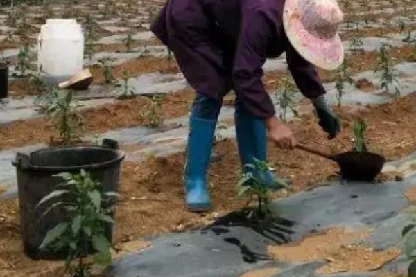 菜椒施什么肥,以有机肥为主