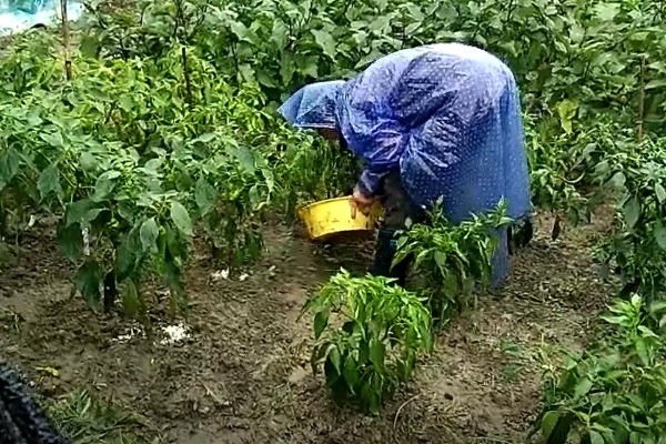 菜椒施什么肥,以有机肥为主