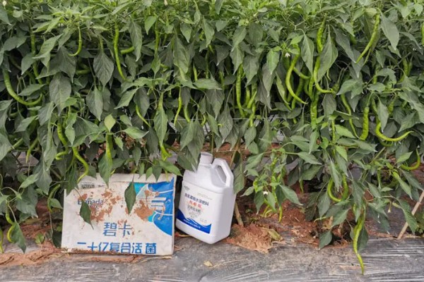 菜椒施什么肥,以有机肥为主