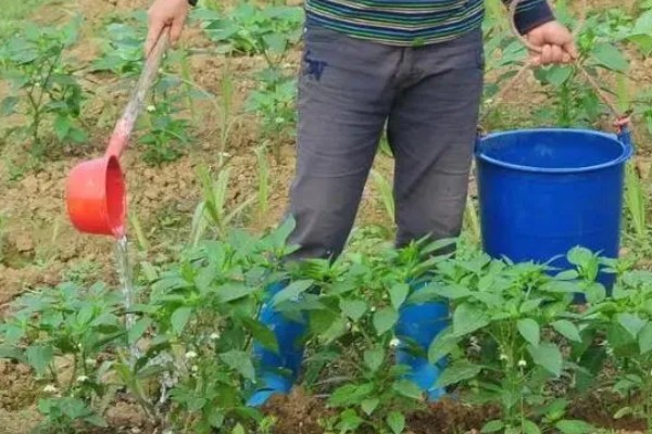 菜椒施什么肥,以有机肥为主