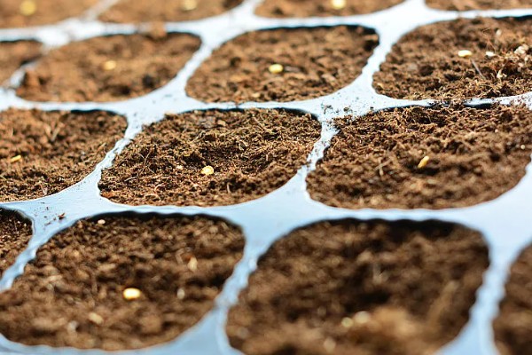 菜椒施什么肥,以有机肥为主