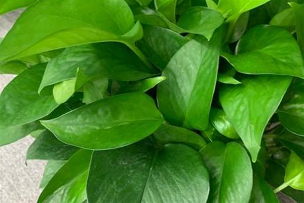 怎样养绿萝,春、秋两季要减少浇水次数