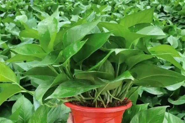 怎样养绿萝,春、秋两季要减少浇水次数