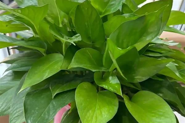 怎样养绿萝,春、秋两季要减少浇水次数