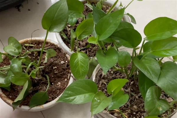 怎样养绿萝,春、秋两季要减少浇水次数