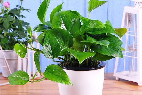 怎样养绿萝,春、秋两季要减少浇水次数