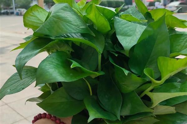 怎样养绿萝,春、秋两季要减少浇水次数