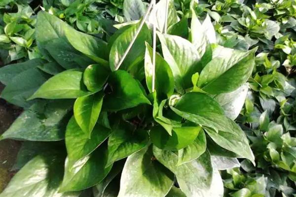 怎样养绿萝,春、秋两季要减少浇水次数