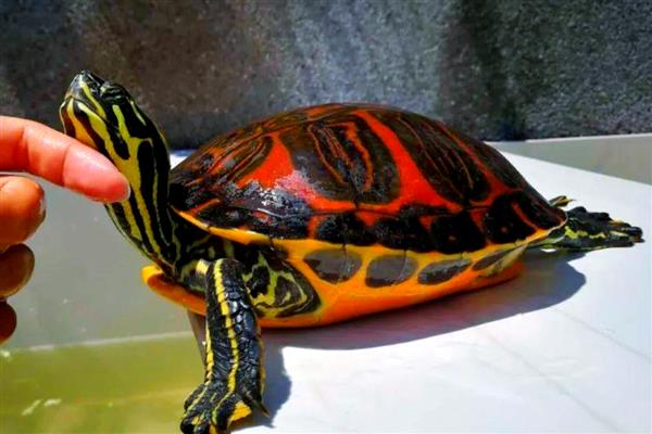 火焰龟的适宜水温,要保持在23-28℃