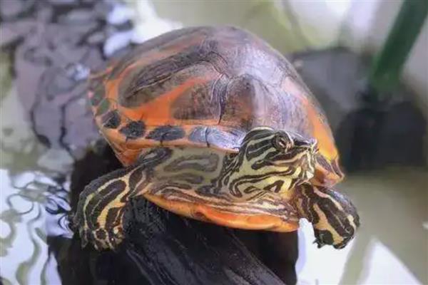 火焰龟的适宜水温,要保持在23-28℃