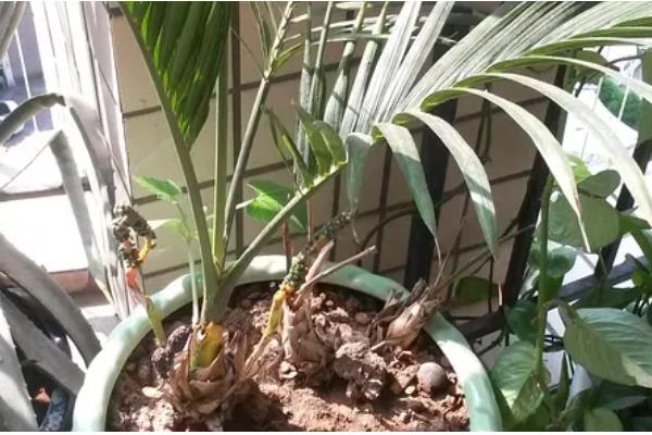 网购的散尾葵为什么养不活,可能是没有缓苗所致