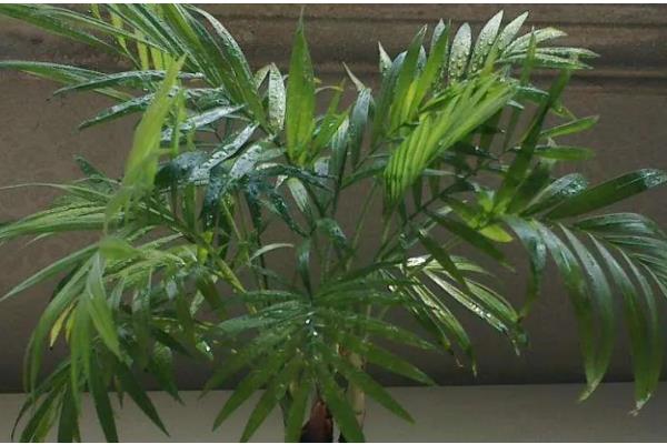 网购的散尾葵为什么养不活,可能是没有缓苗所致