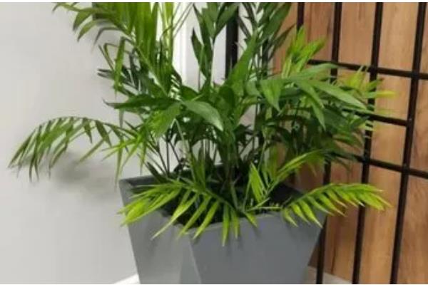 网购的散尾葵为什么养不活,可能是没有缓苗所致