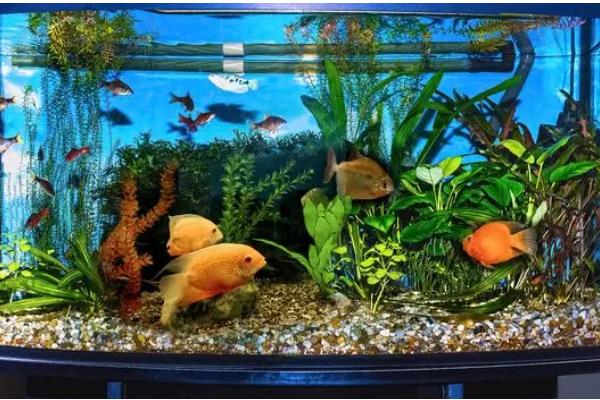 鱼缸养鱼要一直打氧吗,需根据饲养密度而定