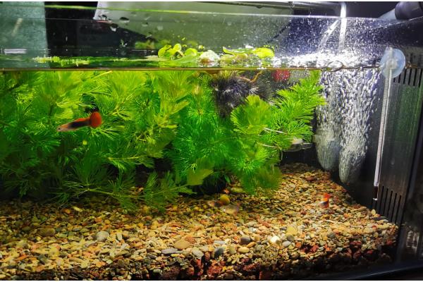 鱼缸养鱼要一直打氧吗,需根据饲养密度而定