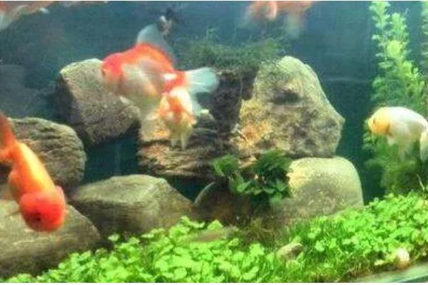 鱼缸养鱼要一直打氧吗,需根据饲养密度而定