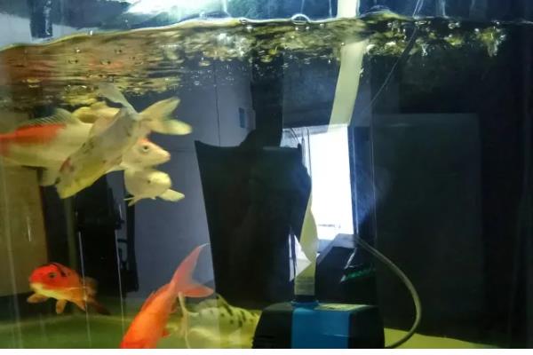 鱼缸养鱼要一直打氧吗,需根据饲养密度而定