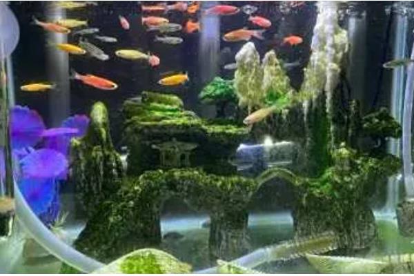 鱼缸养鱼要一直打氧吗,需根据饲养密度而定