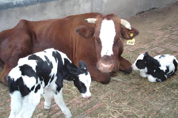 什么品种的杂交牛好,推荐三元杂交牛、西门塔尔改良牛等