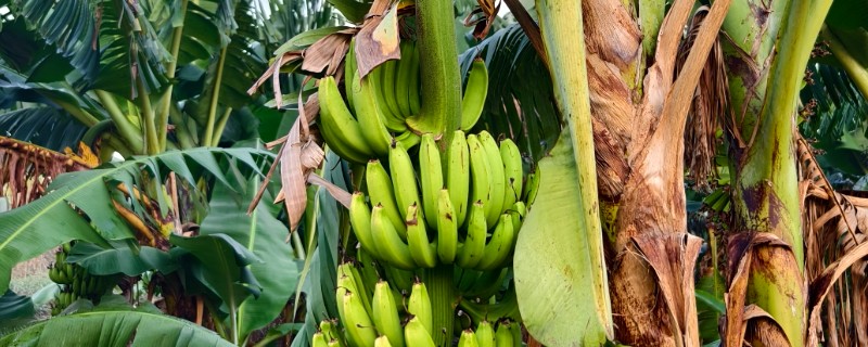 香蕉树多久可以结香蕉，只需要1年
