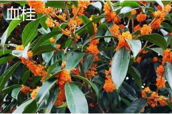 丹桂有什么名贵品种，常见血桂、状元红、朱砂桂这三种