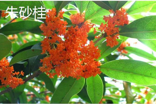 丹桂有什么名贵品种，常见血桂、状元红、朱砂桂这三种