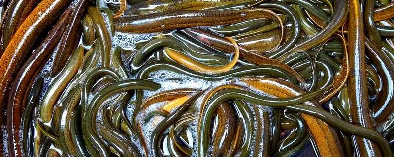 黄鳝的品种，有清花黄鳝、纯黄鳝等