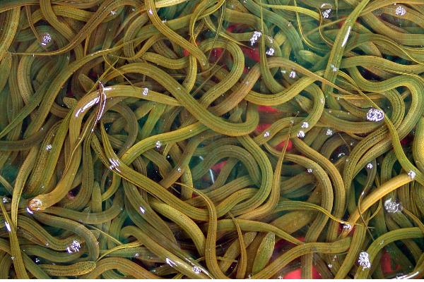 黄鳝的品种，有清花黄鳝、纯黄鳝等