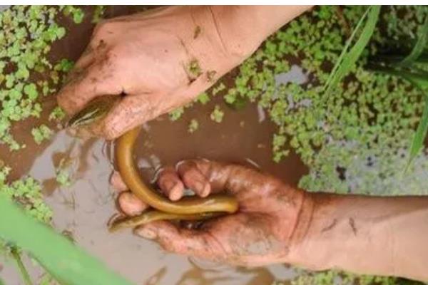 黄鳝的品种，有清花黄鳝、纯黄鳝等