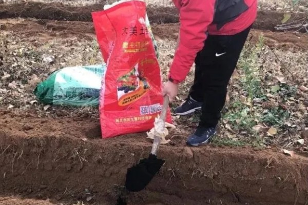 辣椒育苗方法，将种子与草木灰混匀再撒播